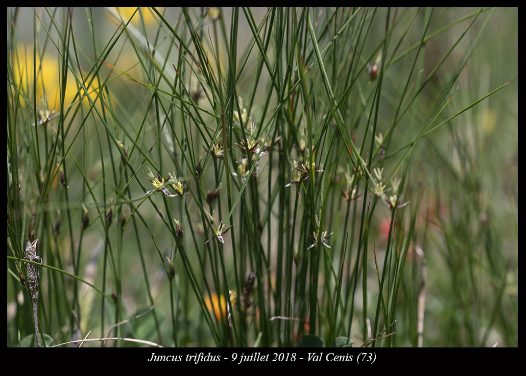 Juncus trifidus